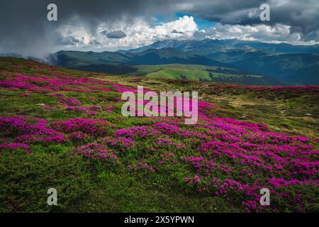 Majestueux paysage de nature estivale, fleurs de champs de rhododendron rose parfumé sur les pentes le jour de pluie dans les montagnes de Leaota, Carpates, Transylvanie, Banque D'Images