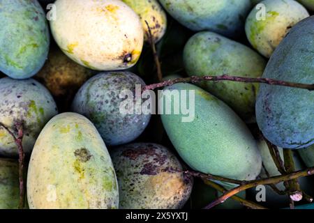 Groupe de fruits de mangues vertes avec des fruits acides savoureux et riches en vitamine C pour la santé. Mangue verte tropicale thaïlandaise. Banque D'Images