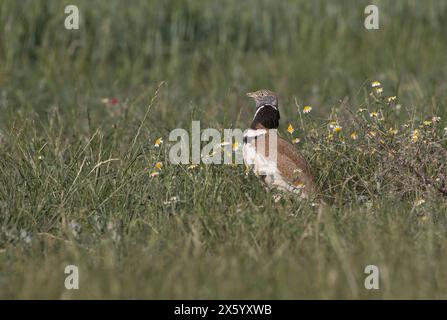 Petite outarde (Tetrax tetrax), mâle en plumage reproducteur Banque D'Images