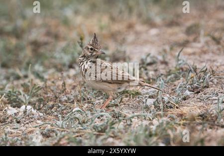 (Galerida cristata Crested Lark) Banque D'Images