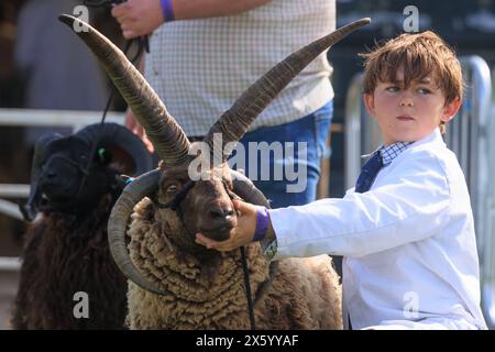 Newark, Nottinghamshire, Royaume-Uni. 11 mai 2024 Un jeune berger montre ses moutons à la 2024 Nottinghamshire County show Picture Credit : Tim Scrivener / Alamy Live News Banque D'Images