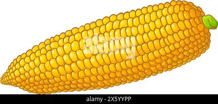 Illustration détaillée de maïs sur épi de couleur Illustration de Vecteur