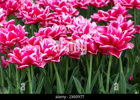 Rouge et blanc à fleurs de pivoine double tulipes précoces, Tulipa Banque D'Images