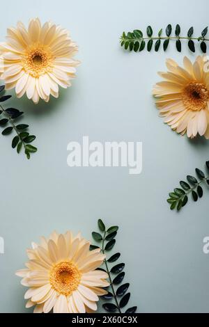 Trois fleurs jaunes de gerbera et feuilles vertes sur fond clair. Vue de dessus, pose à plat, espace de copie. Banque D'Images