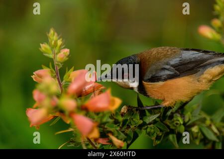 Eastern Spinebill se nourrit de Nectar de Orange Flower Digiplexis Firecracker Banque D'Images