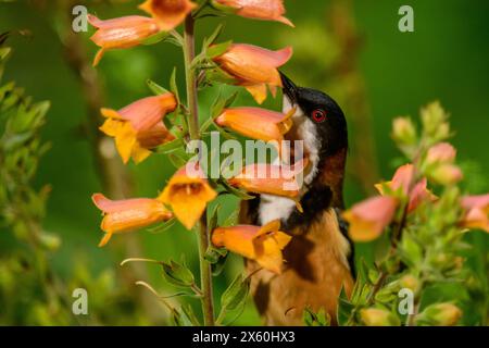 Eastern Spinebill se nourrit de Nectar de Orange Flower Digiplexis Firecracker Banque D'Images