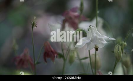 columbine blanche et rose fleurit au printemps. Banque D'Images