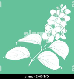 Pochoir de brindilles de fleurs de jasmin ou de fleurs de jasmin florissantes, illustration vectorielle. Illustration de Vecteur