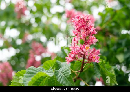 Branche de la châtaigne rouge avec inflorescence, gros plan sur un fond flou de l'arbre de repos. Banque D'Images