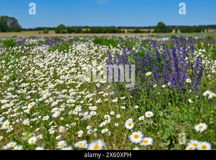 Sieversdorf, Allemagne. 12 mai 2024. Une prairie fleurie de marguerites blanches et de sauge de prairie violette dans le quartier d'Oder-Spree à l'est du Brandebourg. Crédit : Patrick Pleul/dpa/Alamy Live News Banque D'Images