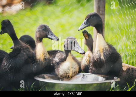 Canetons de Pommeranian, une race de canard menacée d'extinction originaire d'Allemagne (Pommernente) Banque D'Images