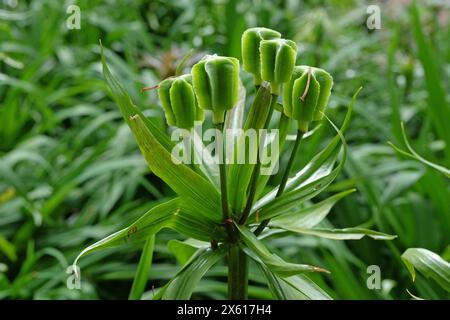 Tête de graine d'une Fritillaria imperialis, couronne impériale, fritillaire impériale ou couronne de Kaiser. Banque D'Images