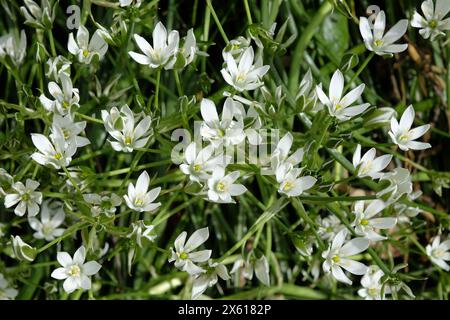 Ornithogalum umbellatum blanc, étoile commune de Bethléem en fleur. Banque D'Images