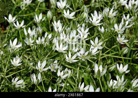 Ornithogalum umbellatum blanc, étoile commune de Bethléem en fleur. Banque D'Images