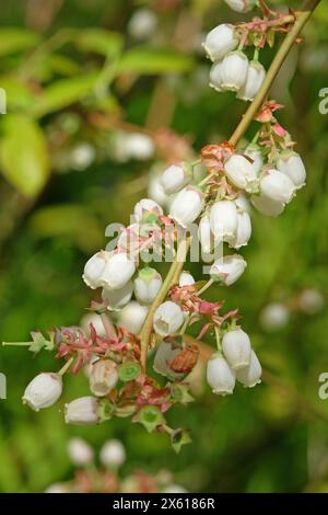 Vaccinium blanc, ou bleuet, en fleur. Banque D'Images