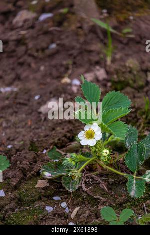 Buisson de fleurs de fraises dans le jardin. Cultiver des fraises à la maison. Banque D'Images
