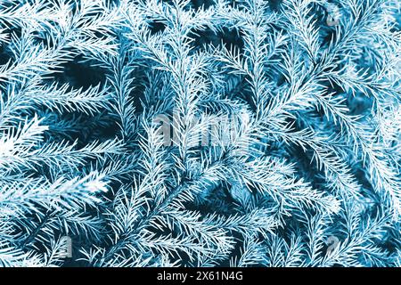 Fond naturel abstrait de branches de sapin dans la gamme infrarouge. Banque D'Images