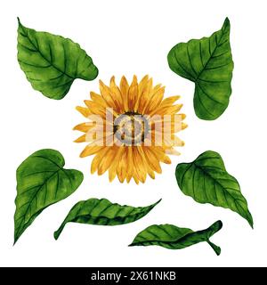 Ensemble aquarelle tournesols avec fleurs et feuilles isolées pour compositions et arrangements floraux. Illustration botanique dessinée à la main. Eléments de conception Banque D'Images