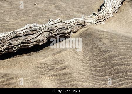 Blanc et gris, bois flotté altéré sur ondulations de vagues dans le sable ; convient comme image de fond. Banque D'Images