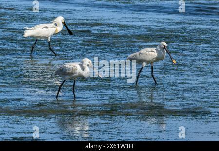 Troupeau de spatules communes, Platalea leucorodia, se nourrissant en eau peu profonde, estuaire, à la fin de l'hiver. Banque D'Images