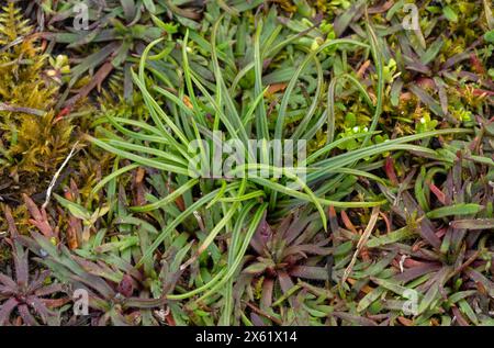 L'armoise terrestre, Isoetes histrix, un ptéridophyte aquatique Atlantique-méditerranée qui pousse dans un sol humide hivernal, Cornwall. Banque D'Images