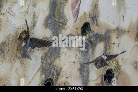 Sand martins, Riparia riparia, colonie de nidification dans un mur artificiel à Blashford, Hampshire. Banque D'Images