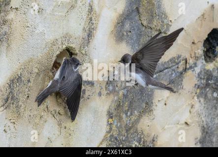 Sand martins, Riparia riparia, colonie de nidification dans un mur artificiel à Blashford, Hampshire. Banque D'Images