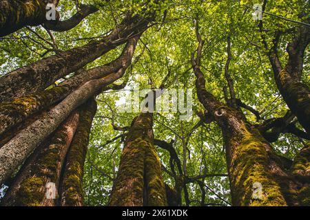 Chaux à feuilles larges (Tilia platyphyllos), Hochbärneck, Naturpark Ötscher-Tormäuer, Autriche Banque D'Images