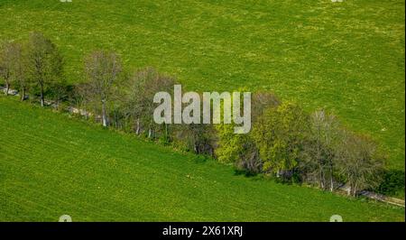 Luftbild, Wiesen und Felder mit Narzissenblüte, Baumreihe an einem Weg, Höfen, Monschau, Nordrhein-Westfalen, Deutschland ACHTUNGxMINDESTHONORARx60xEURO *** vue aérienne, prairies et champs en fleurs de jonquille, rangée d'arbres le long d'un sentier, Höfen, Monschau, Rhénanie du Nord-Westphalie, Allemagne ACHTUNGxMINDESTHONORARx60xEURO Banque D'Images