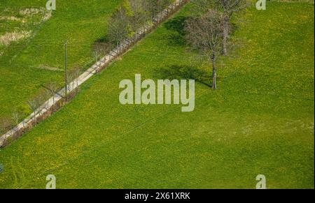 Luftbild, Bäume und Wiesen und Felder mit Narzissenblüte, Kalterherberg, Monschau, Nordrhein-Westfalen, Deutschland ACHTUNGxMINDESTHONORARx60xEURO *** vue aérienne, arbres et prairies et champs en fleurs de jonquille, Kalterherberg, Monschau, Rhénanie du Nord-Westphalie, Allemagne ATTENTIONxMINDESTHONORARx60xEURO Banque D'Images