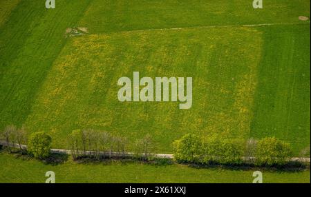 Luftbild, Wiesen und Felder mit Narzissenblüte, Baumallee Schafstrift, Höfen, Monschau, Rhénanie-du-Nord-Westphalie, Deutschland ACHTUNGxMINDESTHONORARx60xEURO *** vue aérienne, prairies et champs en fleurs de jonquille, avenue des arbres Schafstrift, Höfen, Monschau, Rhénanie du Nord-Westphalie, Allemagne ACHTUNGxMINDESTHONORARx60xEURO Banque D'Images