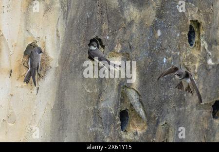 Sand martins, Riparia riparia, colonie de nidification dans un mur artificiel à Blashford, Hampshire. Banque D'Images