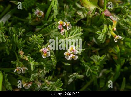 Pied d'oiseau, Ornithopus perpusillus, en fleur sur le sentier des landes au printemps. Banque D'Images