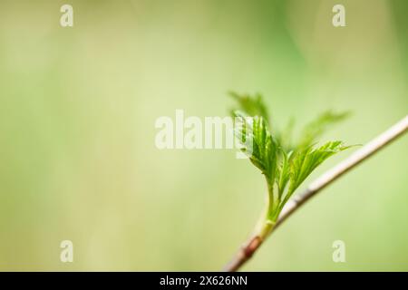 Branche de brousse d'aubépine avec de jeunes feuilles vertes dans le jardin d'été. Banque D'Images