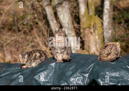 Trois chats tabby domestiques sur une bâche couverte de bûches. Banque D'Images