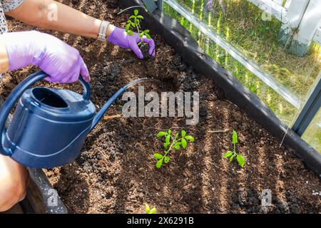 Vue rapprochée d'une femme utilisant un arrosoir de jardin pour arroser des plants de tomates dans le trou de plantation dans la serre. Suède. Banque D'Images