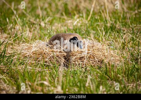 Une femelle Canada Goose garde un profil bas tout en incubant ses œufs, le long du fleuve Laurent. Banque D'Images