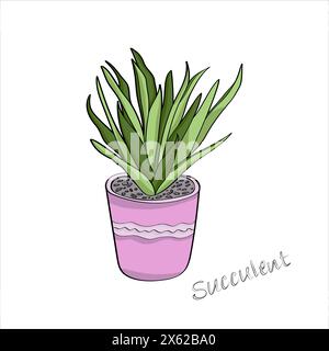 Illustration vectorielle représentant une succulente dans un pot, une plante isolée sur fond blanc, dessinée à la main. Illustration plate dans un style minimaliste. Illustration de Vecteur