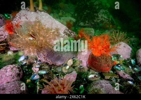 Concombre de mer à pieds d'orange et concombre de mer Scarlet Psolus sous l'eau dans le fleuve Laurent Banque D'Images