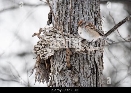 Perrode d'arbre américain perché dans un arbre près d'un oiseau de charpette pendant l'hiver. Banque D'Images