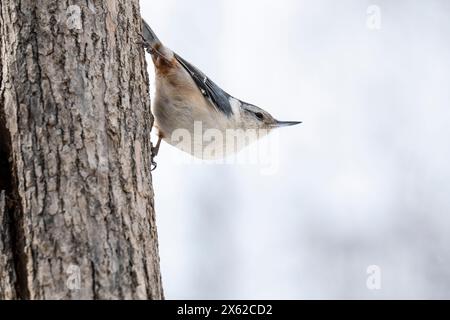 Nuthatch croisé blanc perché dans un arbre près d'un oiseau en hiver. Banque D'Images