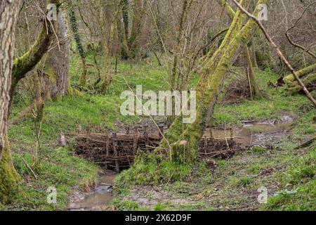 Barrage Beaver construit, basé sur le système Beaver Dam Analog (BDA) sur un ruisseau dans la réserve naturelle souterraine, Wilts. Banque D'Images