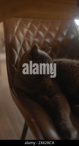 Un chat short britannique serein se prélassant sur une chaise en cuir dans un environnement intérieur confortable. Banque D'Images