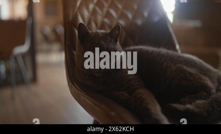 Un chat short britannique se prélassant confortablement sur une chaise en cuir dans une pièce faiblement éclairée. Banque D'Images