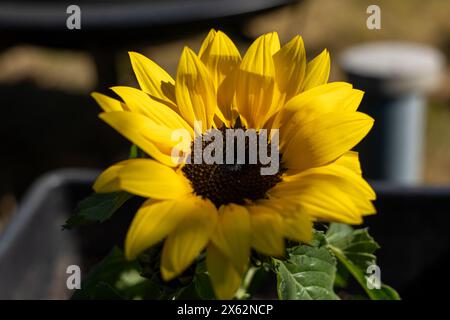 Un tournesol jaune est dans un pot noir. La fleur est le centre principal de l'image, et elle est entourée de feuilles vertes. Le tournesol est en pleine floraison, Banque D'Images