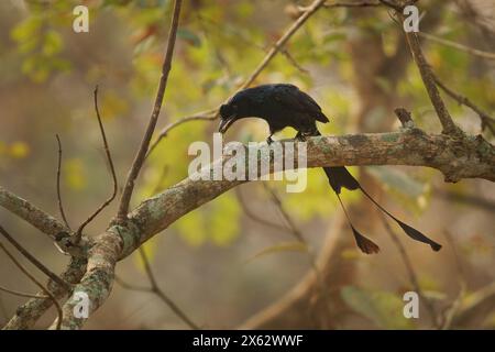 Plus grand Drongo à queue raquette - Dicrurus paradiseus, oiseau asiatique avec des plumes de queue extérieures allongées avec sangle limitée aux pointes, famille Dicrurid Banque D'Images