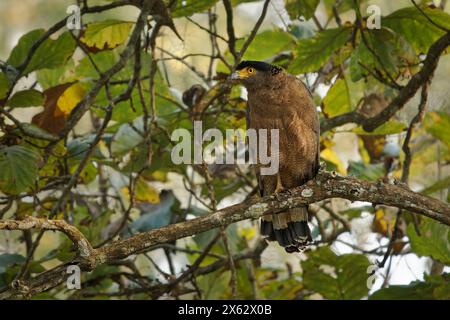 Aigle serpent à crête - Spilornis cheela est un oiseau de proie de taille moyenne trouvé dans les habitats forestiers à travers l'Asie tropicale, l'oiseau brun se dresse sur la crête Banque D'Images