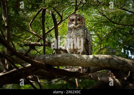 Chouette des bois tachetée - Strix ocellata Grande chouette trouvée en Inde et au Népal, trouvée dans les jardins et les forêts feuillus minces, grand oiseau nocturne sur la branche dans Banque D'Images