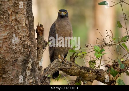 Aigle serpent à crête - Spilornis cheela est un oiseau de proie de taille moyenne trouvé dans les habitats forestiers à travers l'Asie tropicale, l'oiseau brun se dresse sur la crête Banque D'Images