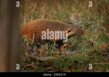 Mongoose à col rayé - Urva vitticolla mammifère de terrain rapide originaire des forêts et des arbustes du sud de l'Inde au Sri Lanka, brun rouillé à grizzled Banque D'Images